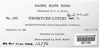 Uromyces lupini image